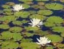 Nenúfar blanco (Nymphea alba).