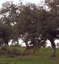 Parque Natural Sierra de Aracena y Picos de Aroche.