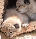 Cachorros de lince ibérico.