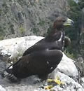 Águila imperial.