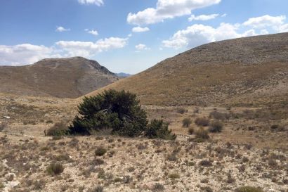 Sabina Albar de gran porte rodeada de zona de cultivo de secano