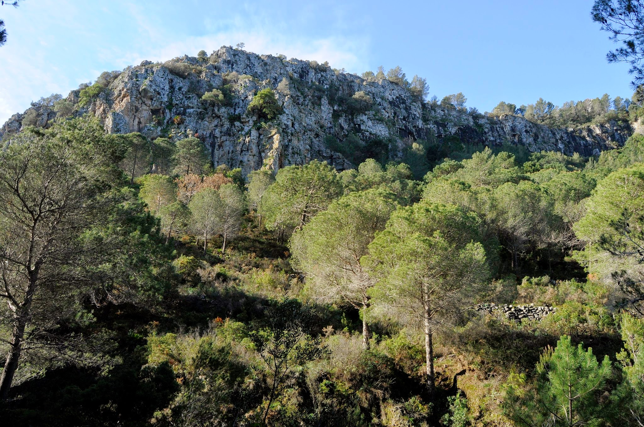 Ampliar imagen: Fotografía con un bosque en primer plano y al fondo una montaña rocosa de color gris, cielo azul