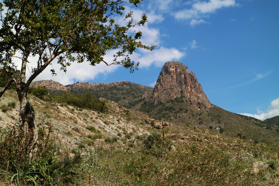 árbol en primer plano seguido de laderas con plantas silvestres, de fondo el peñón de Bernal sobresaliendo del terreno