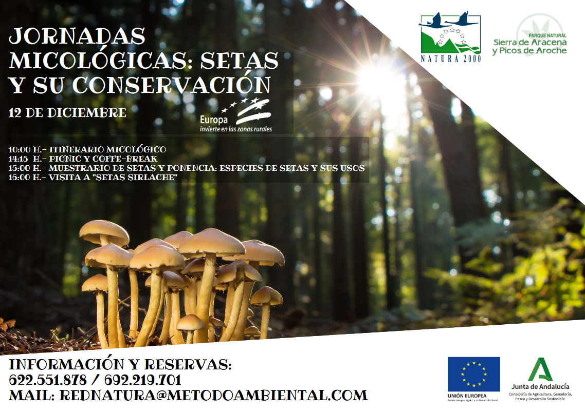 Setas en un bosque para ilustrar el cartel de la actividad Jornadas micológicas: setas y su conservación