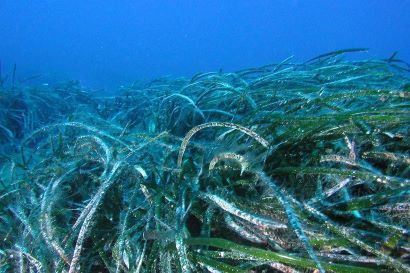 Imagen acuatica: primer plano de Posidonia oceanica