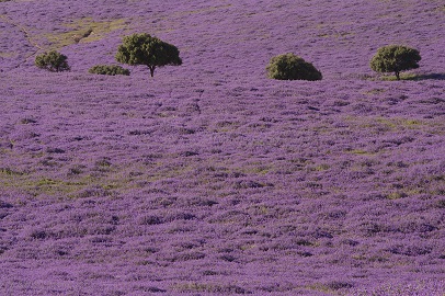 Herbáceas moradas en Medina Sidonia