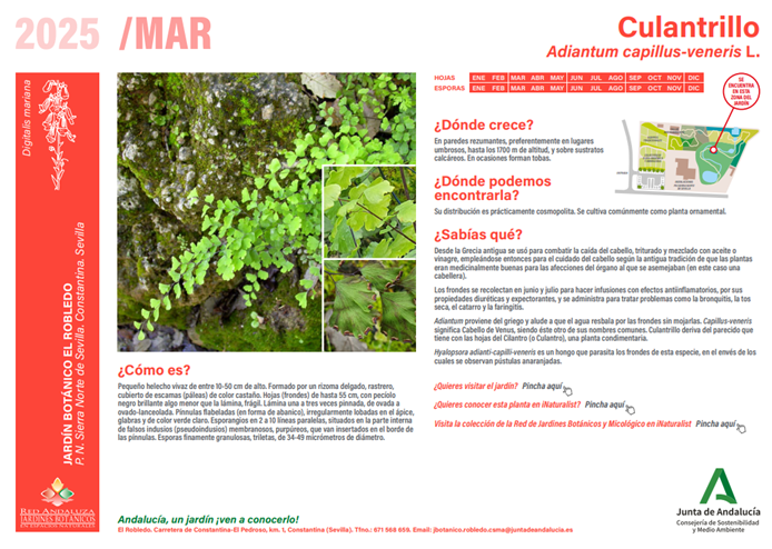 Ficha de la planta del mes