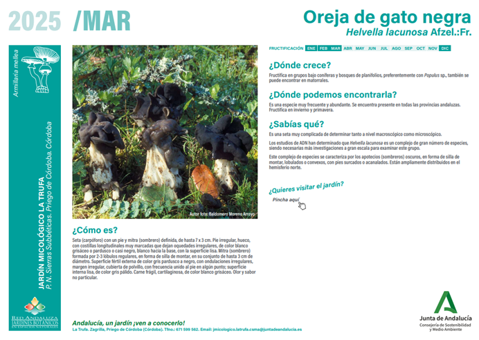 Ficha de la planta del mes
