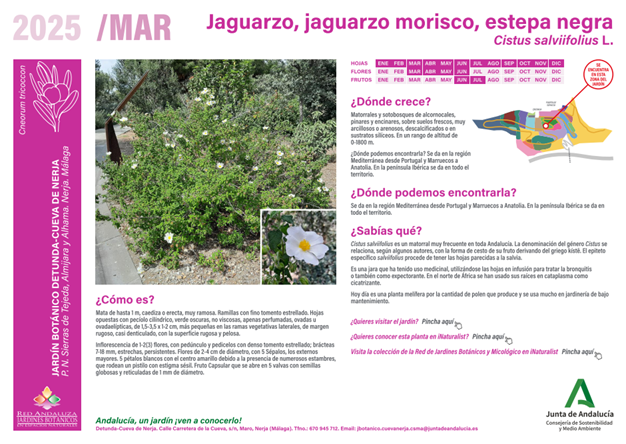 Ficha de la planta del mes