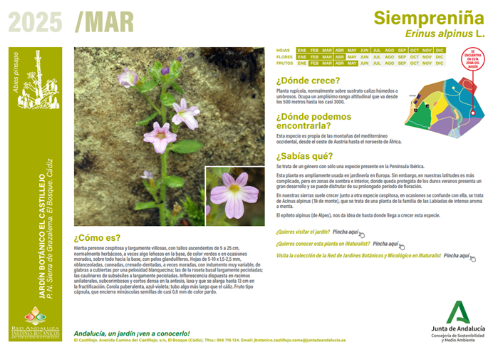 Ficha de la planta del mes
