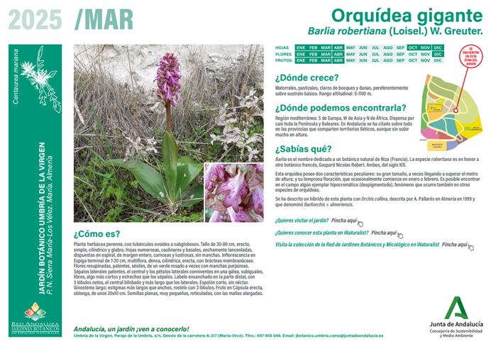 Ficha de la planta del mes