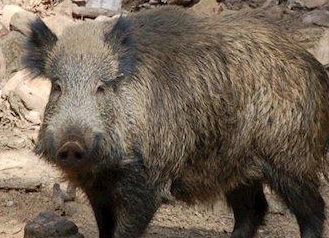 Cerdo salvaje