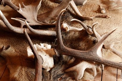 Cuernos de animales