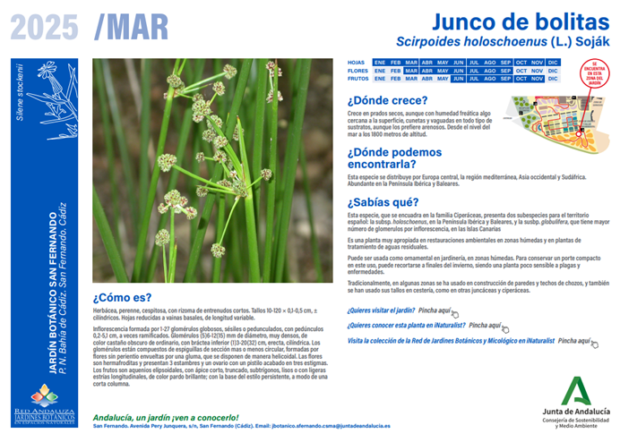 Ficha de la planta del mes