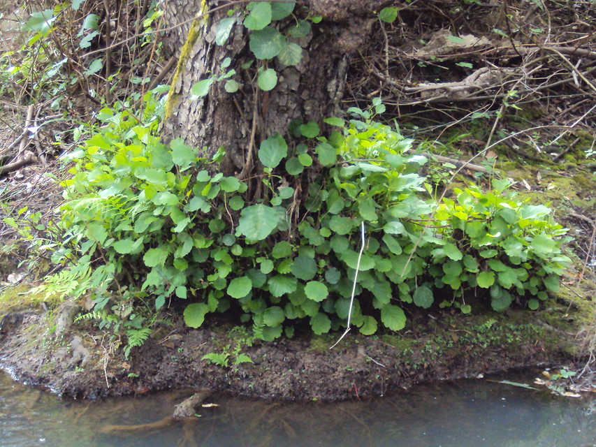 Bosques de ribera