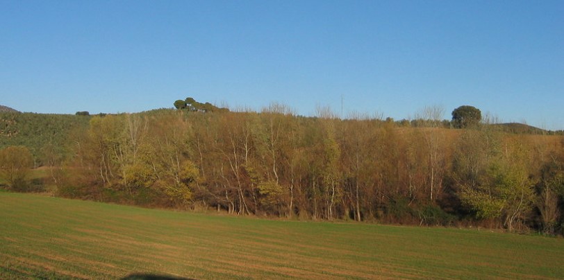 Bosques de ribera