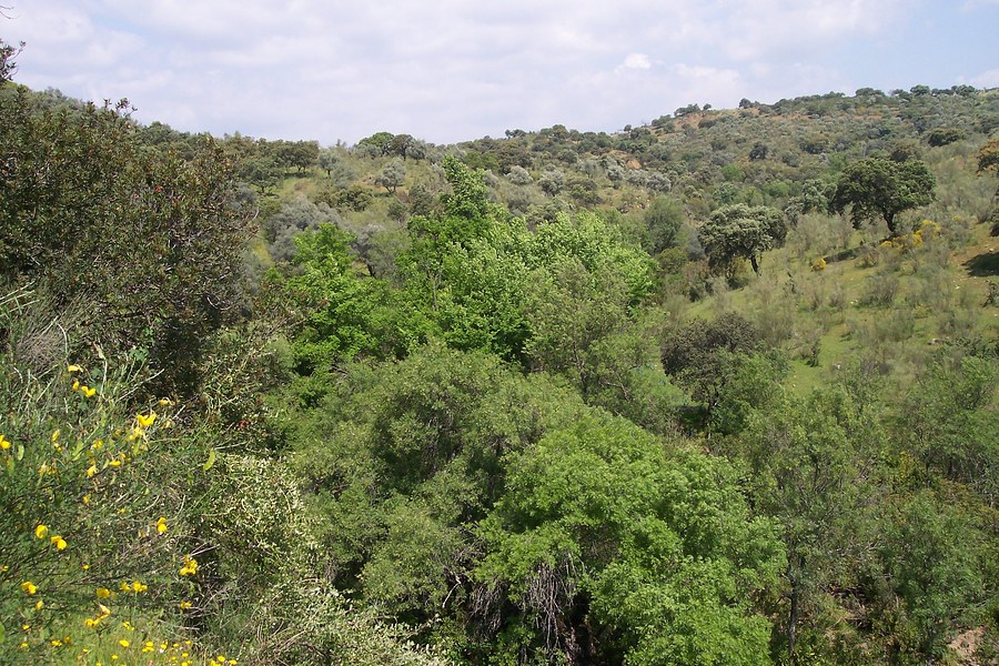 Bosques de ribera