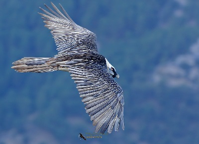 Ave planeando sobre el monte