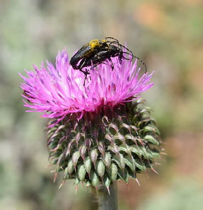 Insectos sobre la flor de un cardo borriquero
