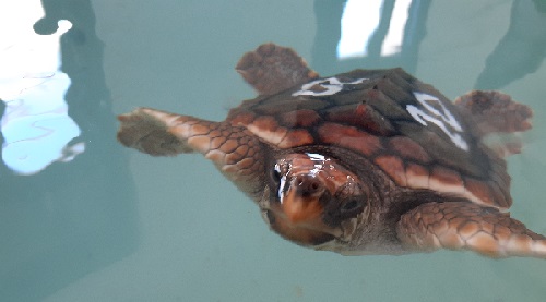 Tortuga en un centro, en proceso de recuperación