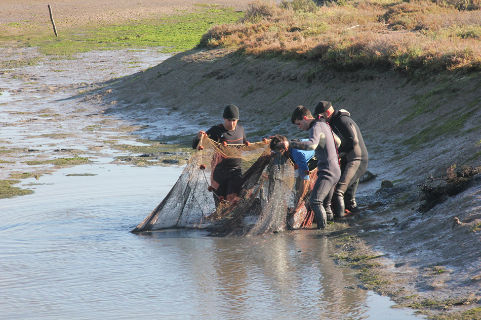 Ampliar imagen: grupo de pescadores con neopreno puesto, sacando una red de una zona fangosa