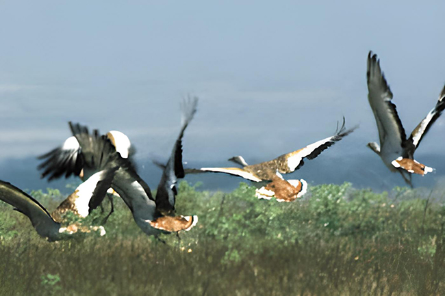 Grupo de aves grandes con alas extendidas, volando bajo sobre un campo verde