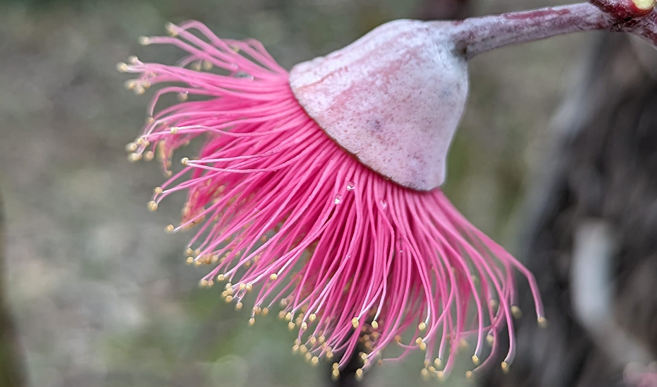 Flor rosa brillante con estambres largos cargados de polen