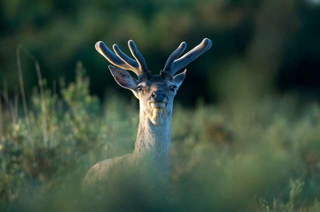 Ciervo macho joven con cuernas en terciopelo, en un campo verde al atardecer