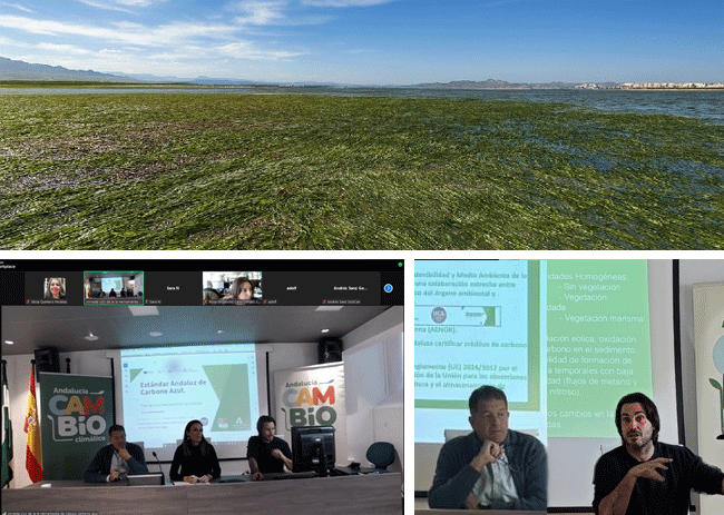 Pradera de pasto marino en una zona costera bajo cielo despejado y agua tranquila