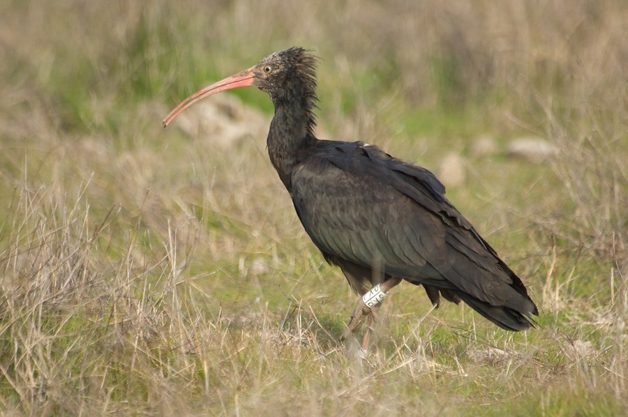 Ibis eremita