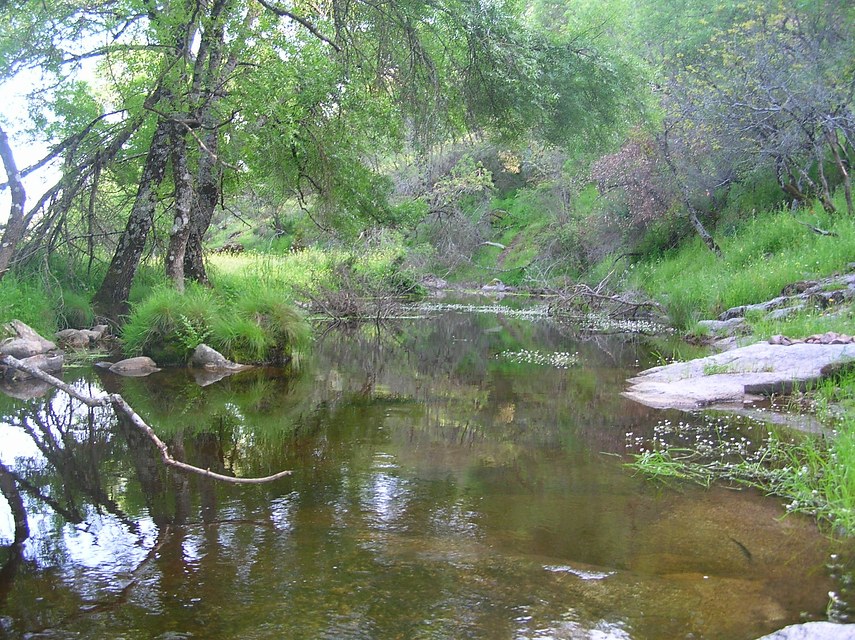 Bosque ribereño