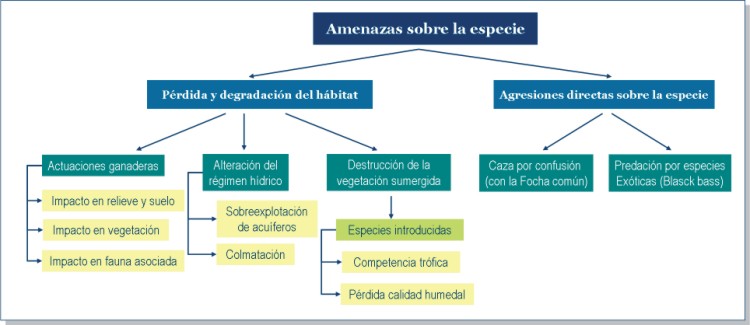 Riesgos y amenazas sobre la Focha Moruna