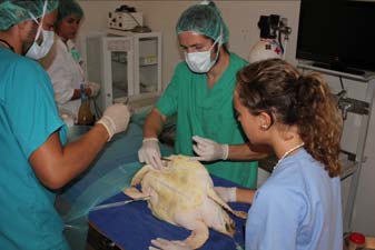 Imagen de tortuga siendo atendida en el Centros de Gestión del Medio Marino Andaluz (CEGMA)