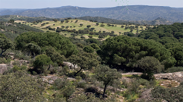 Pequeñas colinas con árboles de diferentes tipos y cielo azul