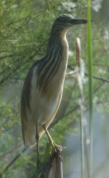 Plan de recuperación y conservación de aves de humedales