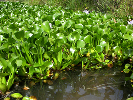 Jacinto de agua