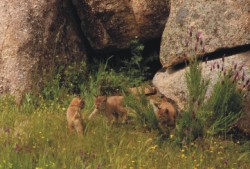 Banco de recursos biológicos y genéticos de la fauna amenazada de Andalucía