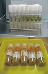 Banco de Germoplasma Vegetal Andaluz (BGVA)