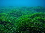 Praderas de Posidonia