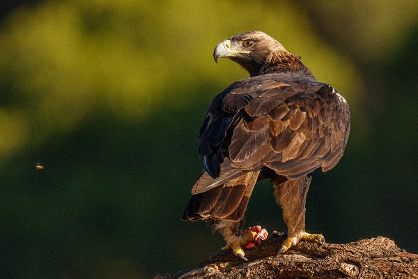 Majestuosa águila posada, observando el entorno.