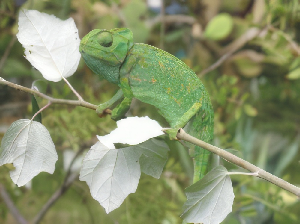 Programa de Conservación y Recuperación del Camaleón Común
