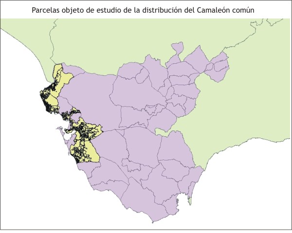 Parcelas objeto de estudio de la distribución del Camaleón común
