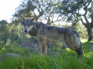 Life Southern Wolves