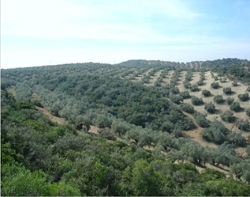 Actuaciones realizadas en el proyecto LIFE Conservación y restauración de humedales andaluces