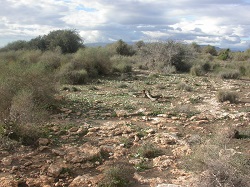 Paisaje árido con matorrales