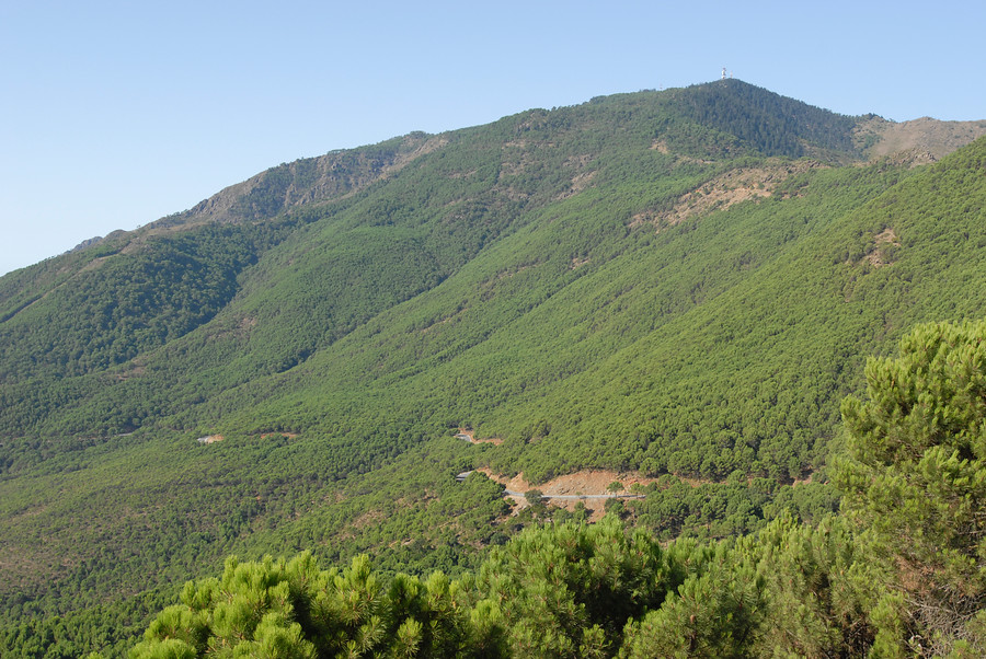 Ampliar imagen: Paisaje de pinos en primer plano y montaña al fondo en el Paraje Natural Los Reales de Sierra Bermeja
