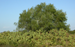 Chumbera