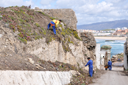 Uña de león