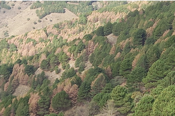 Ampliar imagen: pinar en ladera de montaña de tonos ocres y verdes