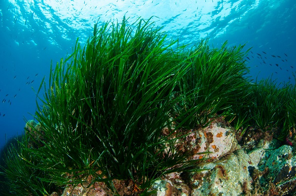 Posidonia oceánica